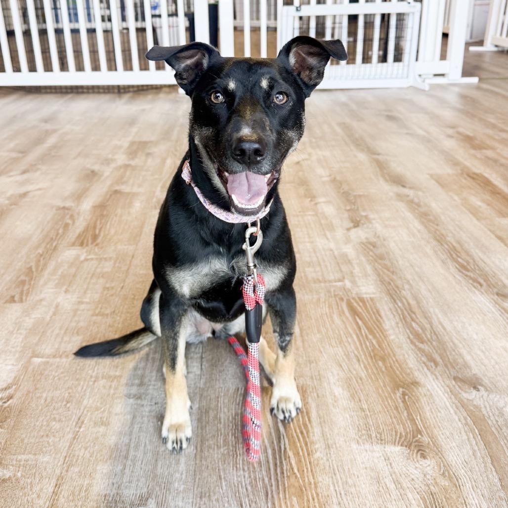 Enlarge 669 (2026) Lexi, a Adoptable mixed breed in Parker, CO image 2/6