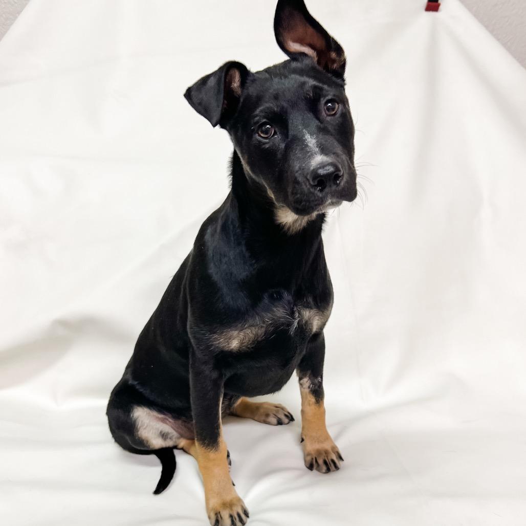 Enlarge 669 (2026) Lexi, a Adoptable mixed breed in Parker, CO image 3/6