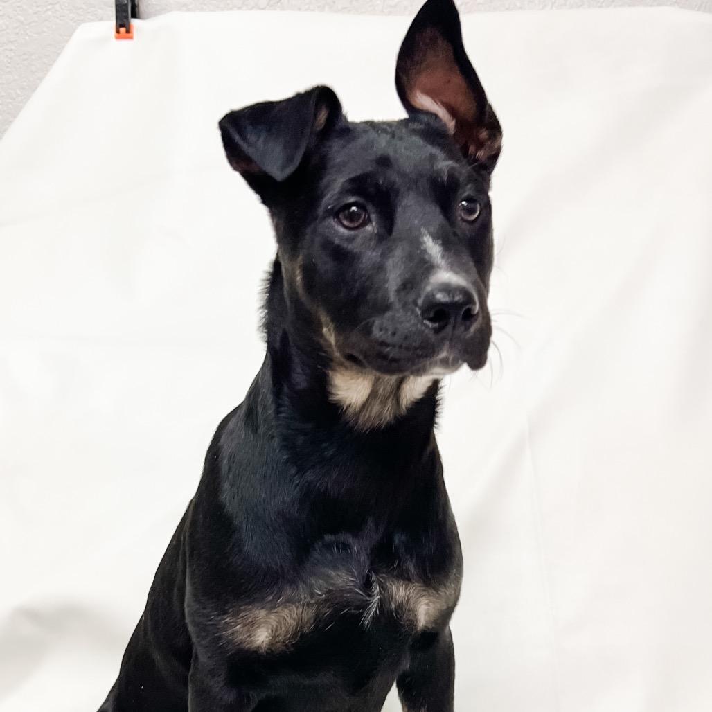 Enlarge 669 (2026) Lexi, a Adoptable mixed breed in Parker, CO image 4/6