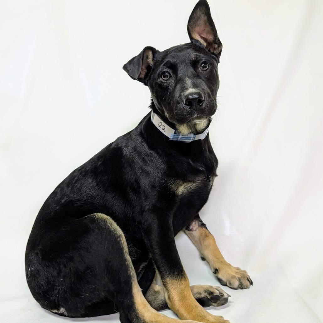 Enlarge 669 (2026) Lexi, a Adoptable mixed breed in Parker, CO image 5/6