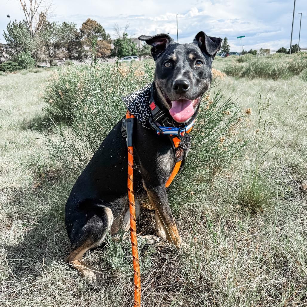 Enlarge 669 (2026) Lexi, a Adoptable mixed breed in Parker, CO image 6/6
