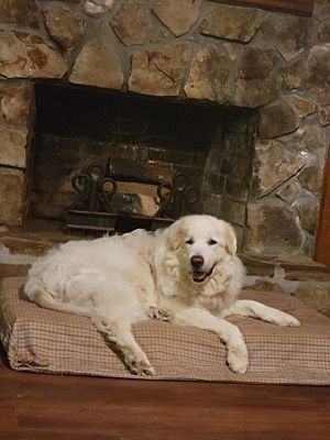 Enlarge Daphne, a Adopted Great Pyrenees in Woodstock, GA image 1/5