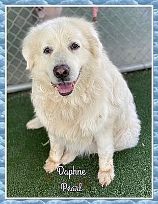 Enlarge Daphne, a Adopted Great Pyrenees in Woodstock, GA image 2/5