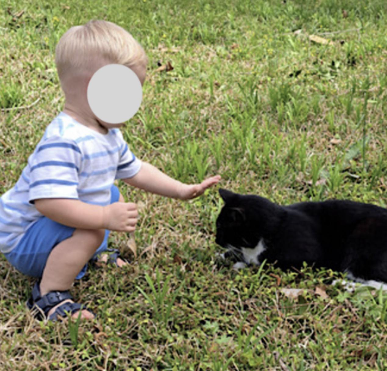 Cali and Tommy, a Adoptable mixed breed in Charleston, SC image 4/6