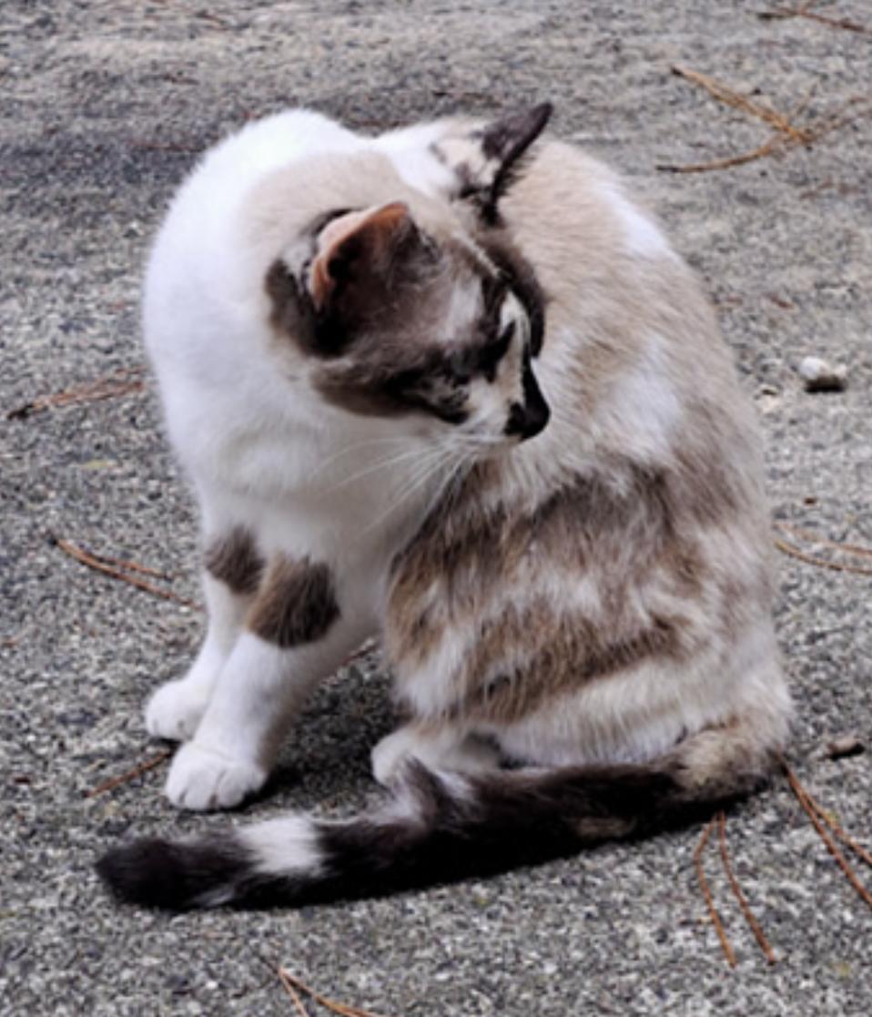 Cali and Tommy — thumbnail 4