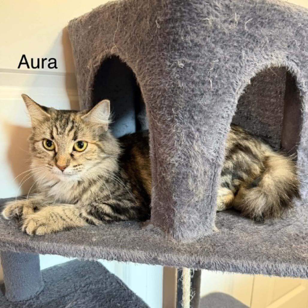 Aura photo