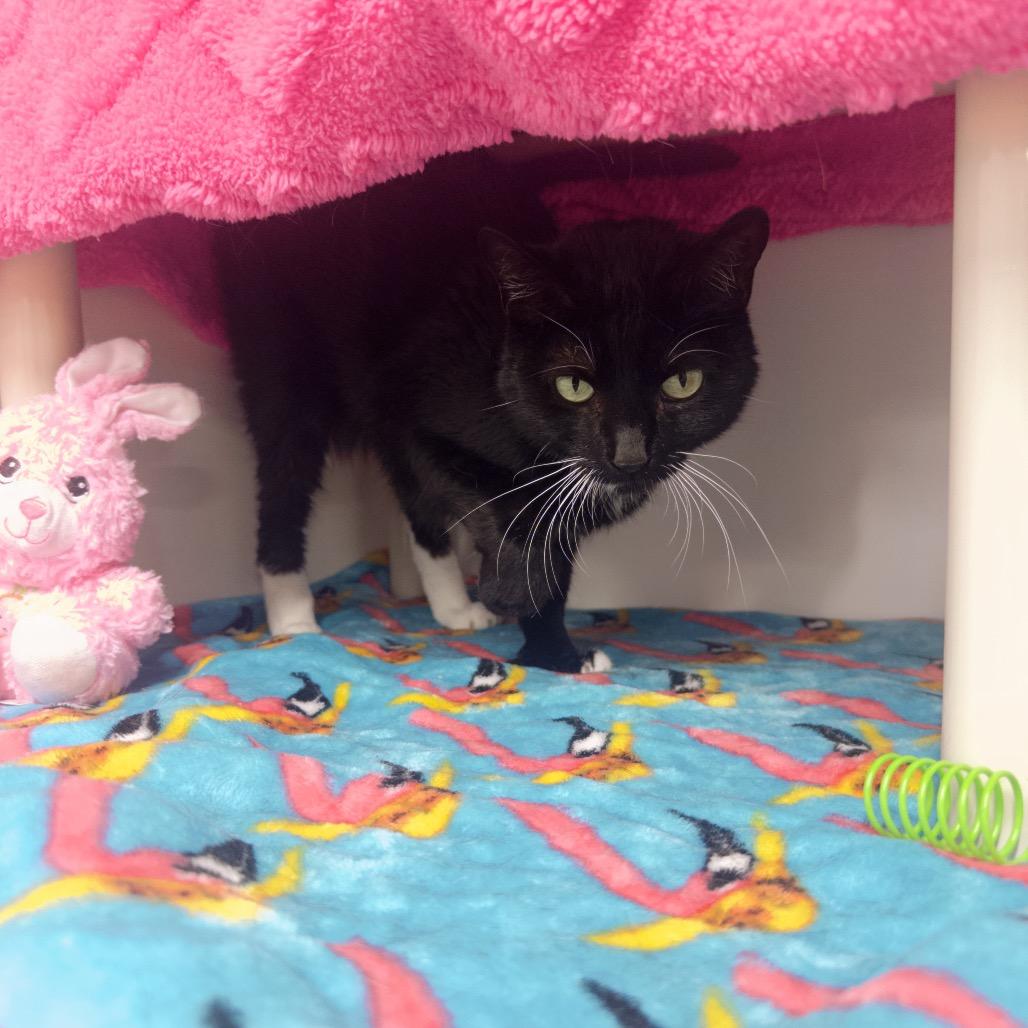 Diva, Adoptable, Senior Female Domestic Short Hair.