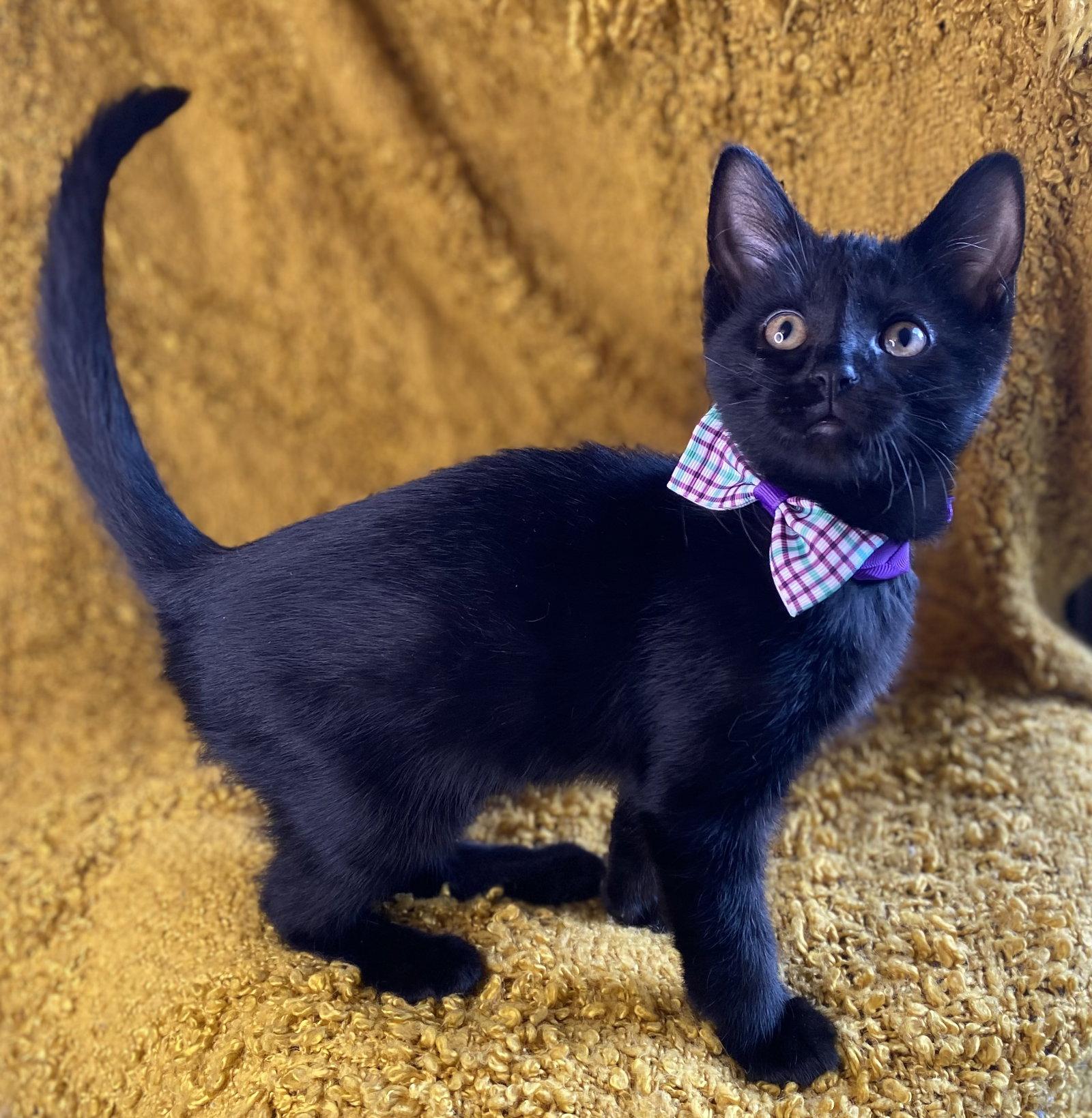 Mr. Sassy - SEE ME @ PETCO!, Adoptable, Kitten Male Domestic Short Hair & Bombay.