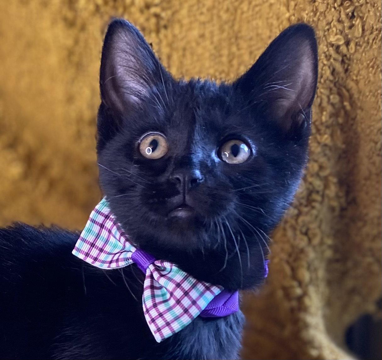 Mr. Sassy - SEE ME @ PETCO!, a Adoptable mixed breed in Cookeville, TN image 2/3