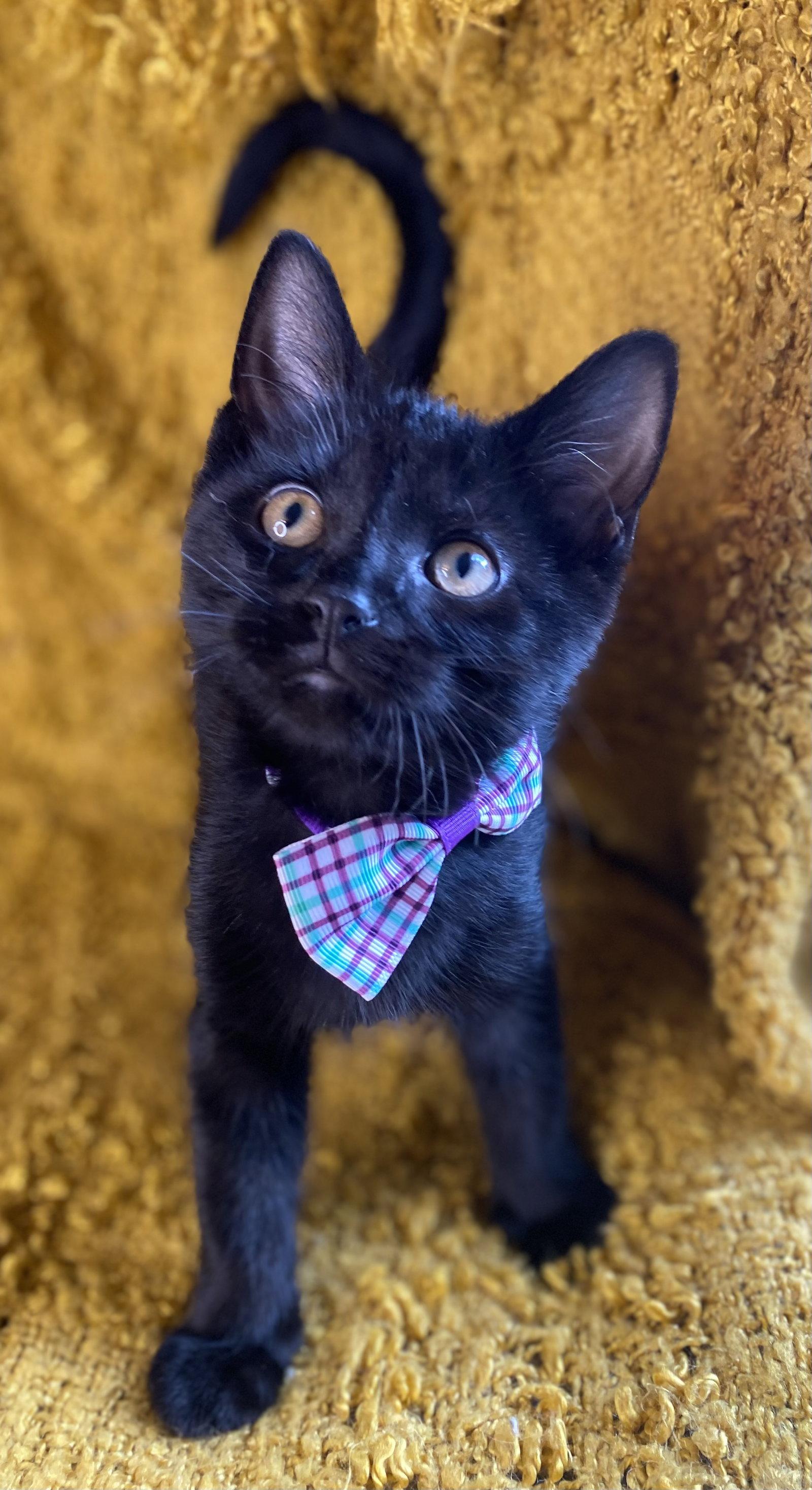 Mr. Sassy - SEE ME @ PETCO!, a Adoptable mixed breed in Cookeville, TN image 3/3