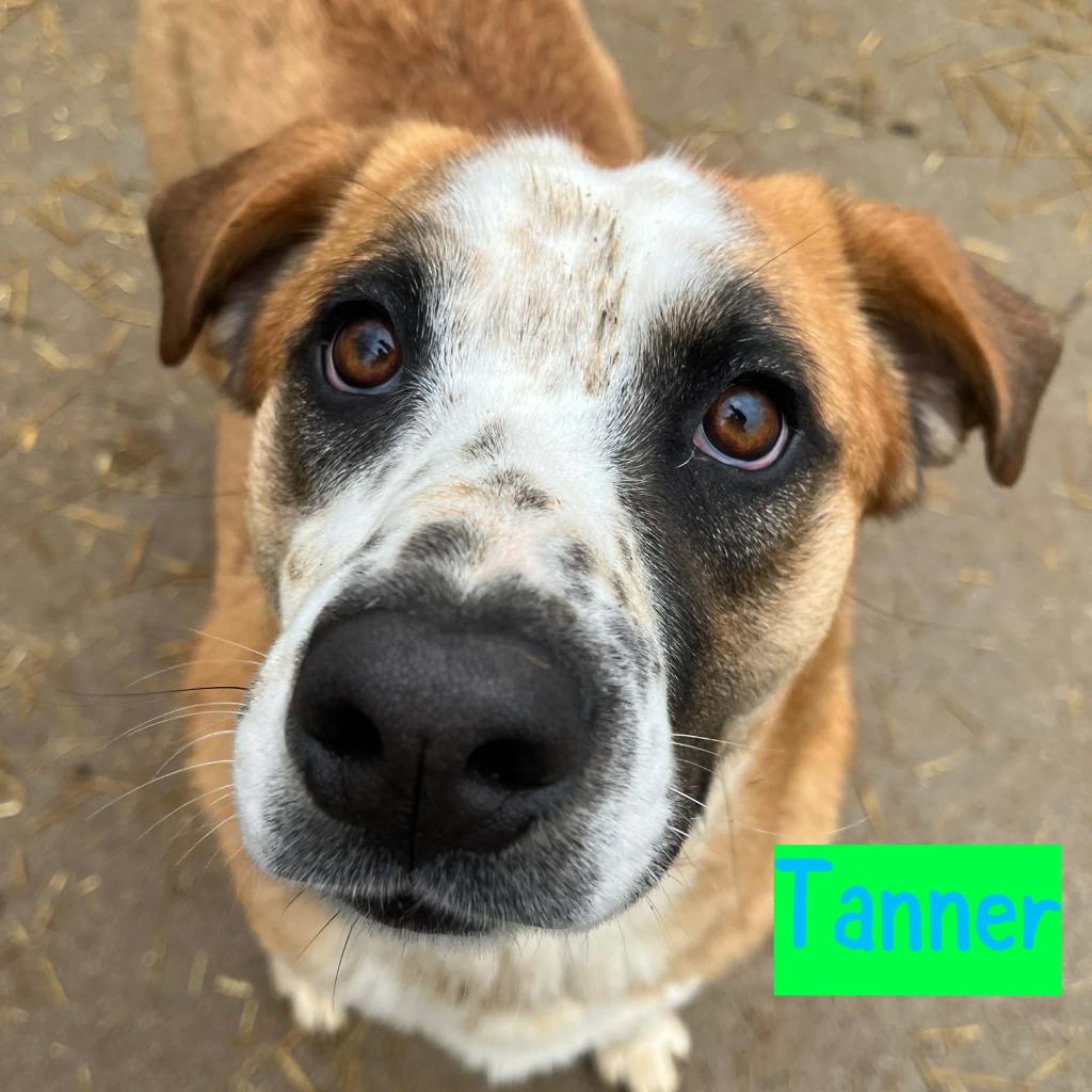 Enlarge TANNER, a Adoptable mixed breed in Princeton, IN image 2/2