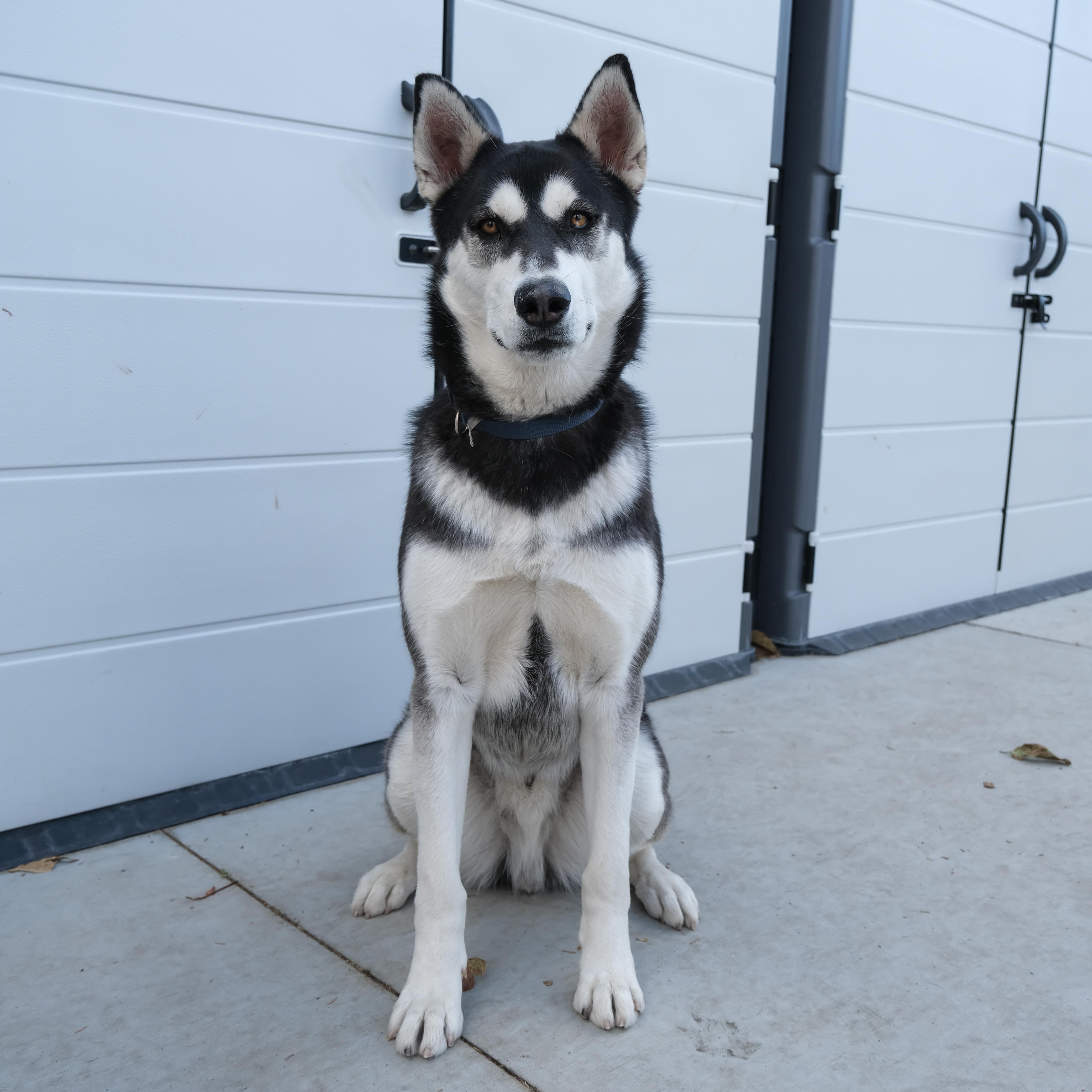 Jack, a Adoptable Siberian Husky in Newport Beach, CA image 2/6