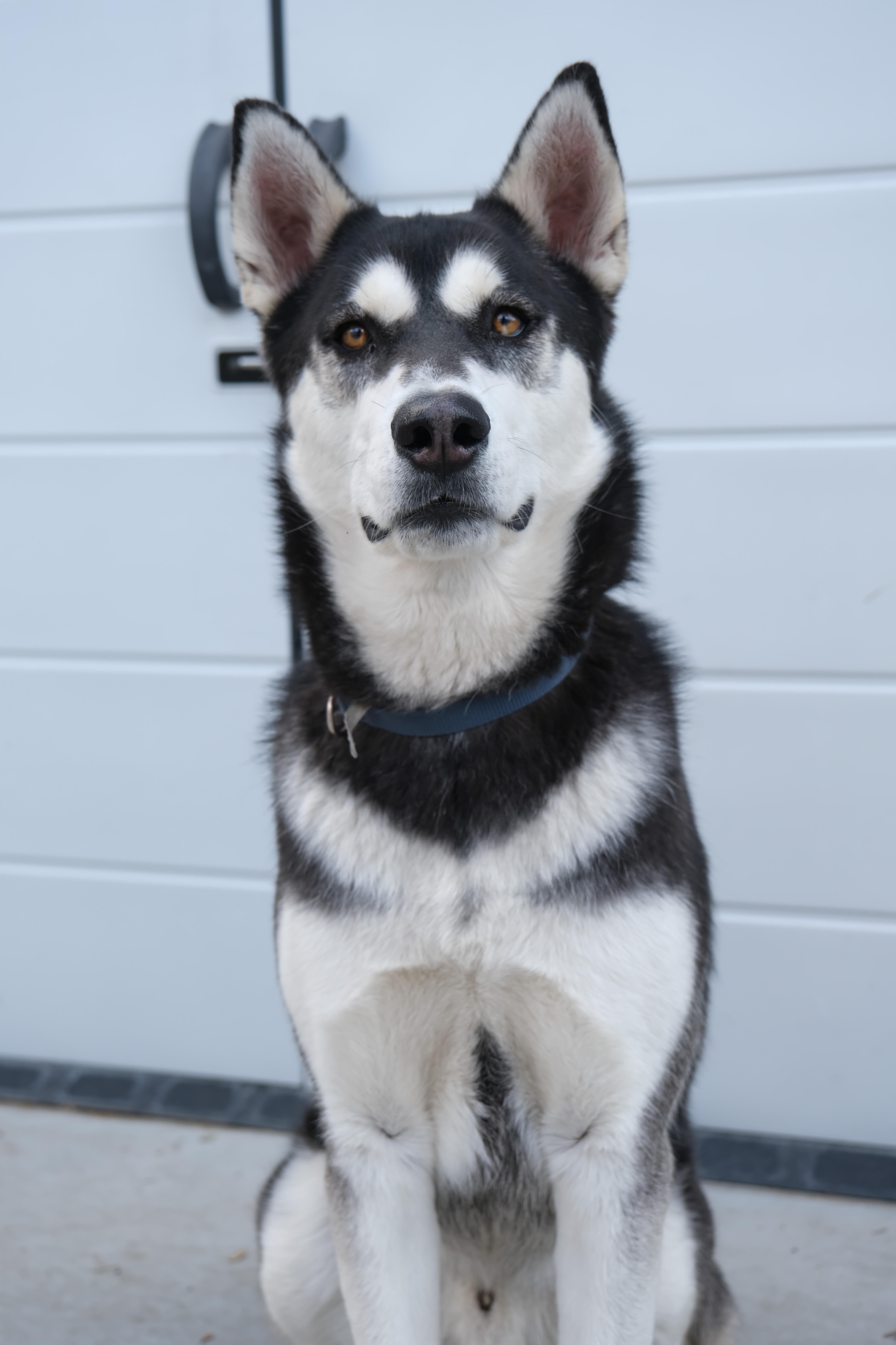 Jack, a Adoptable Siberian Husky in Newport Beach, CA image 4/6