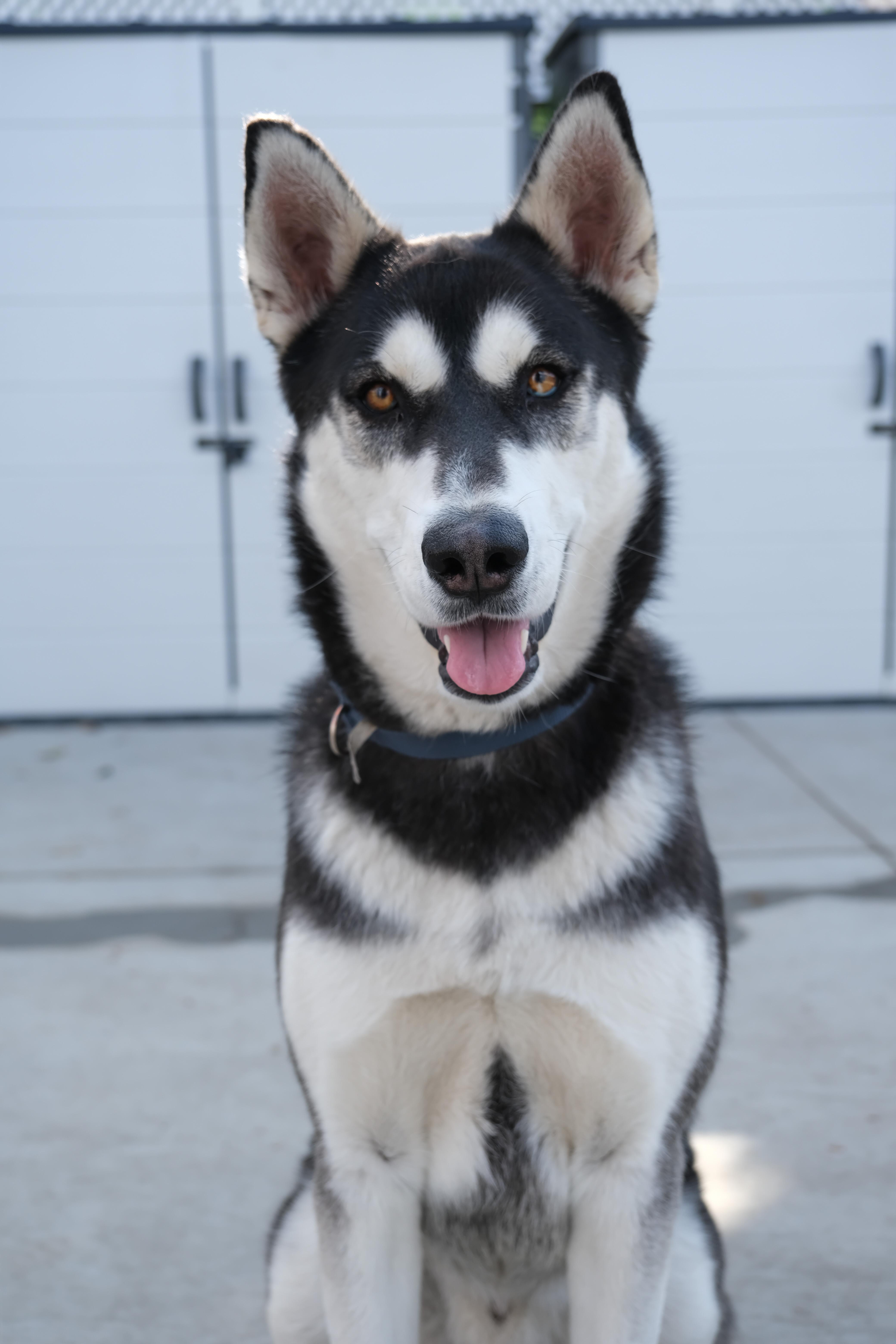 Jack, Adult Male Siberian Husky