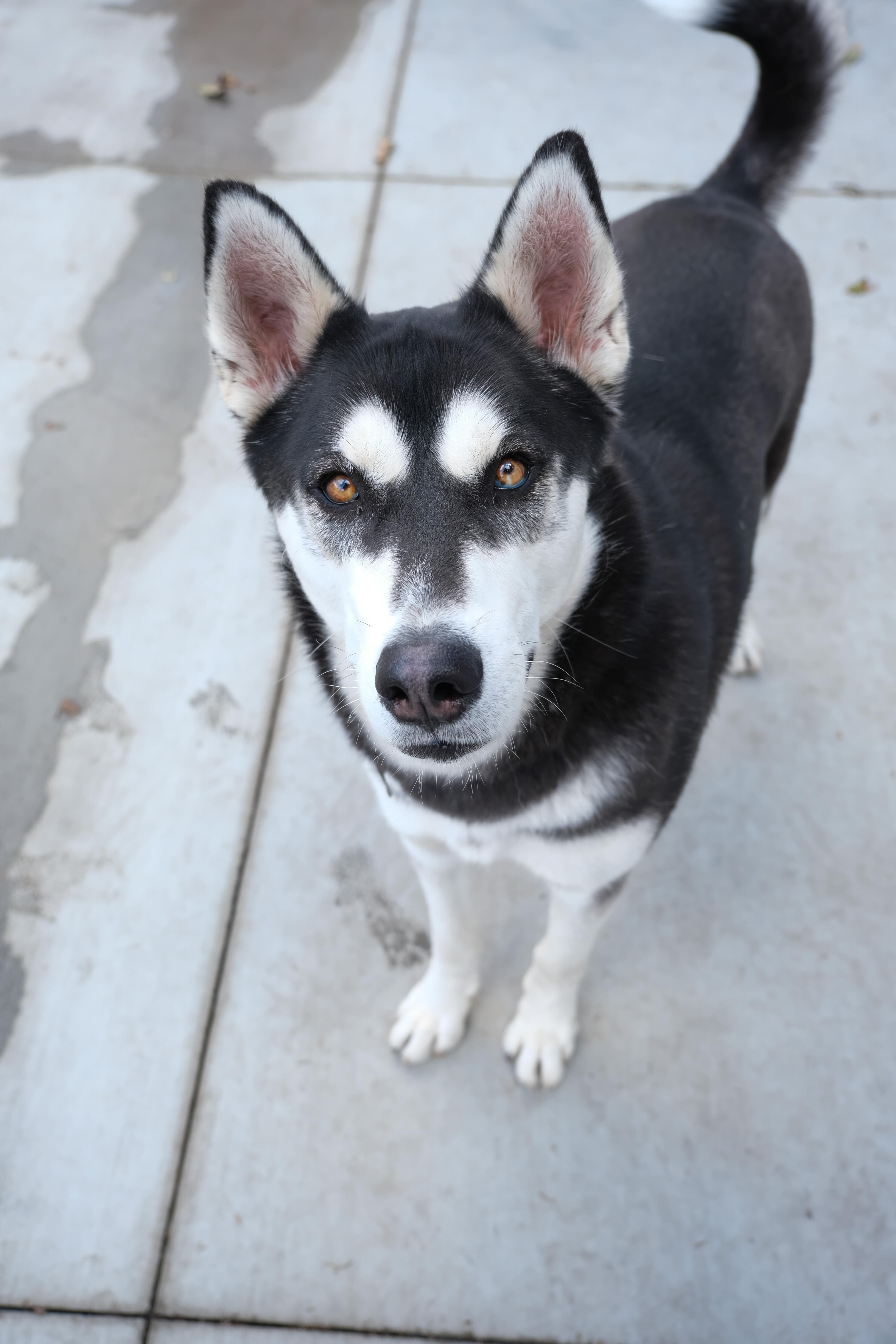 Jack, a Adoptable Siberian Husky in Newport Beach, CA image 6/6