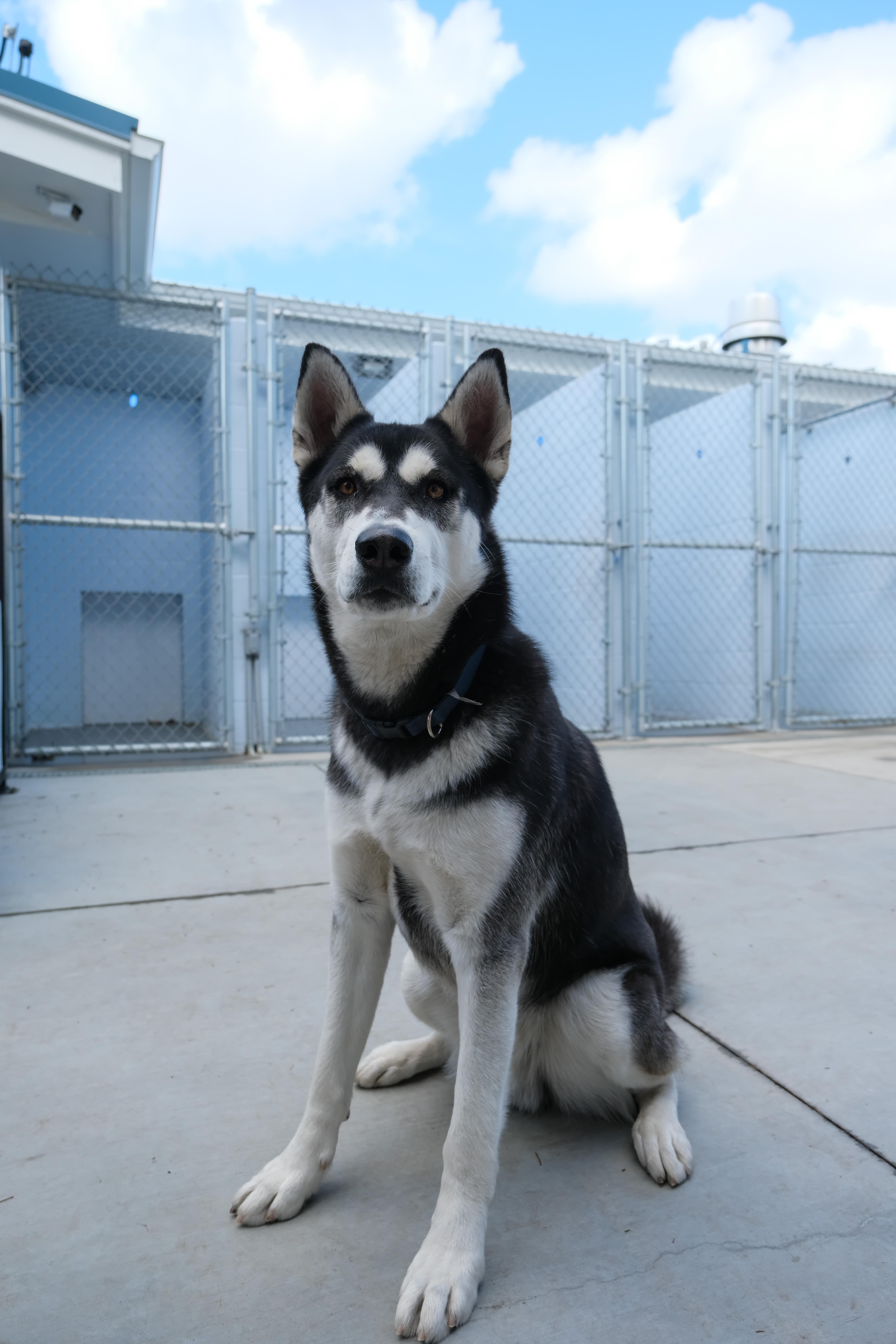 Jack, a Adoptable Siberian Husky in Newport Beach, CA image 3/6