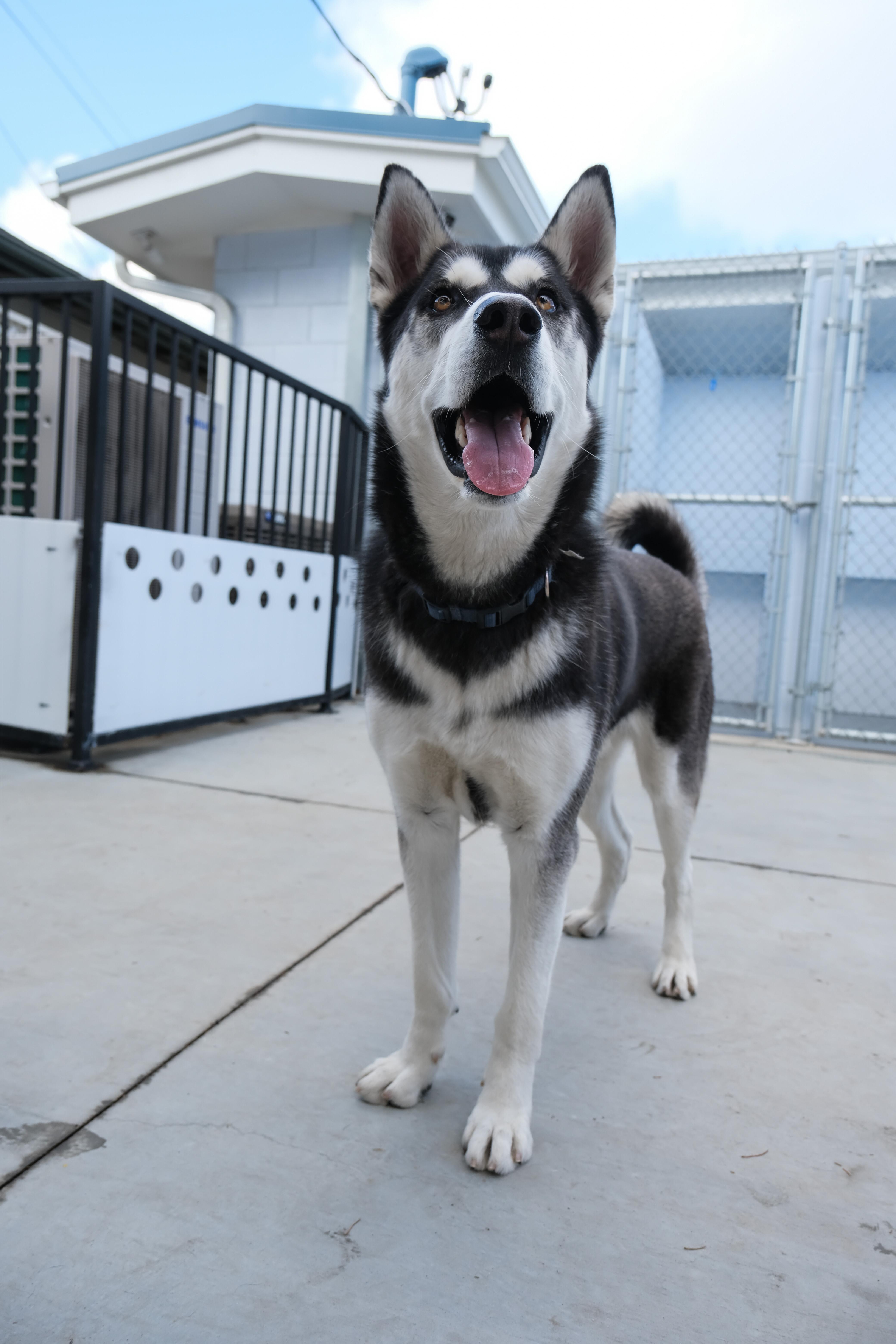 Jack, a Adoptable Siberian Husky in Newport Beach, CA image 5/6
