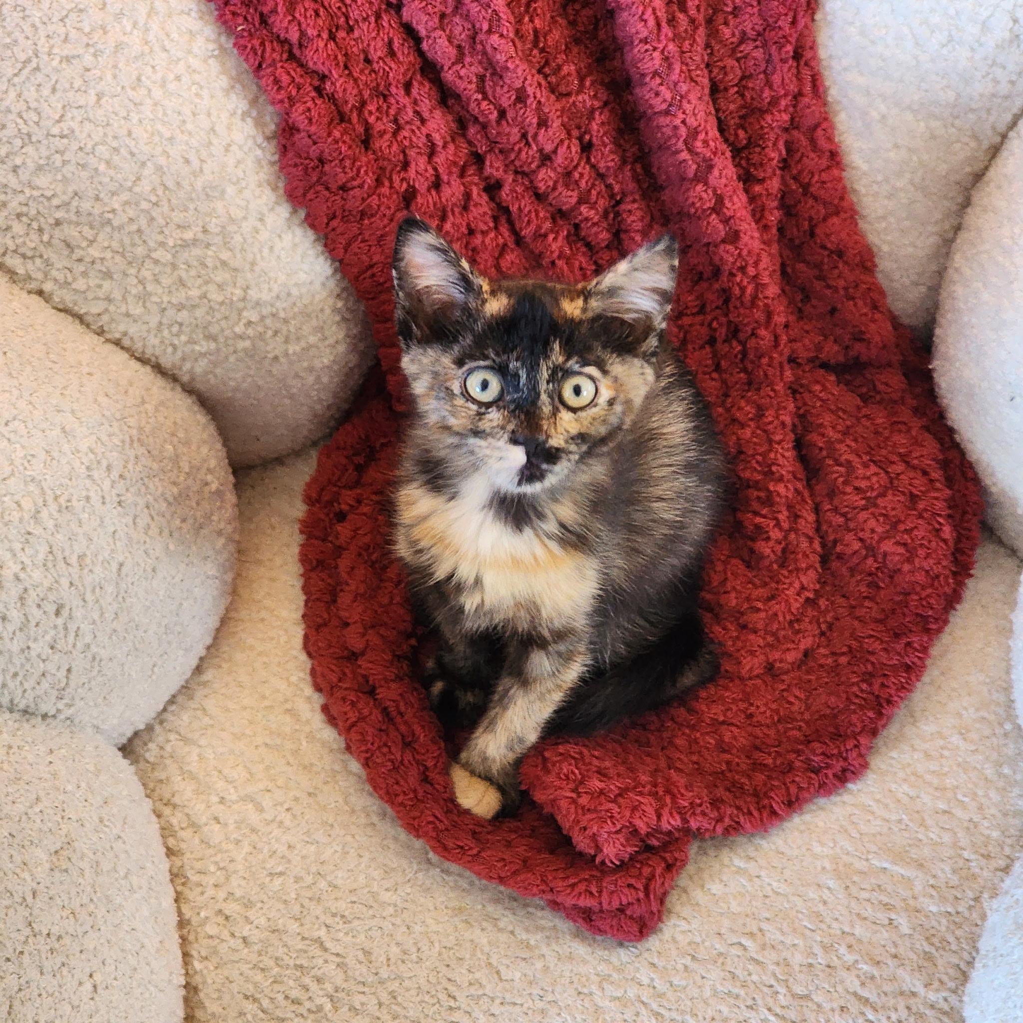 Dahlia Hawthorne, a ADOPTABLE Tortoiseshell in Woodinville, WA image 4/5