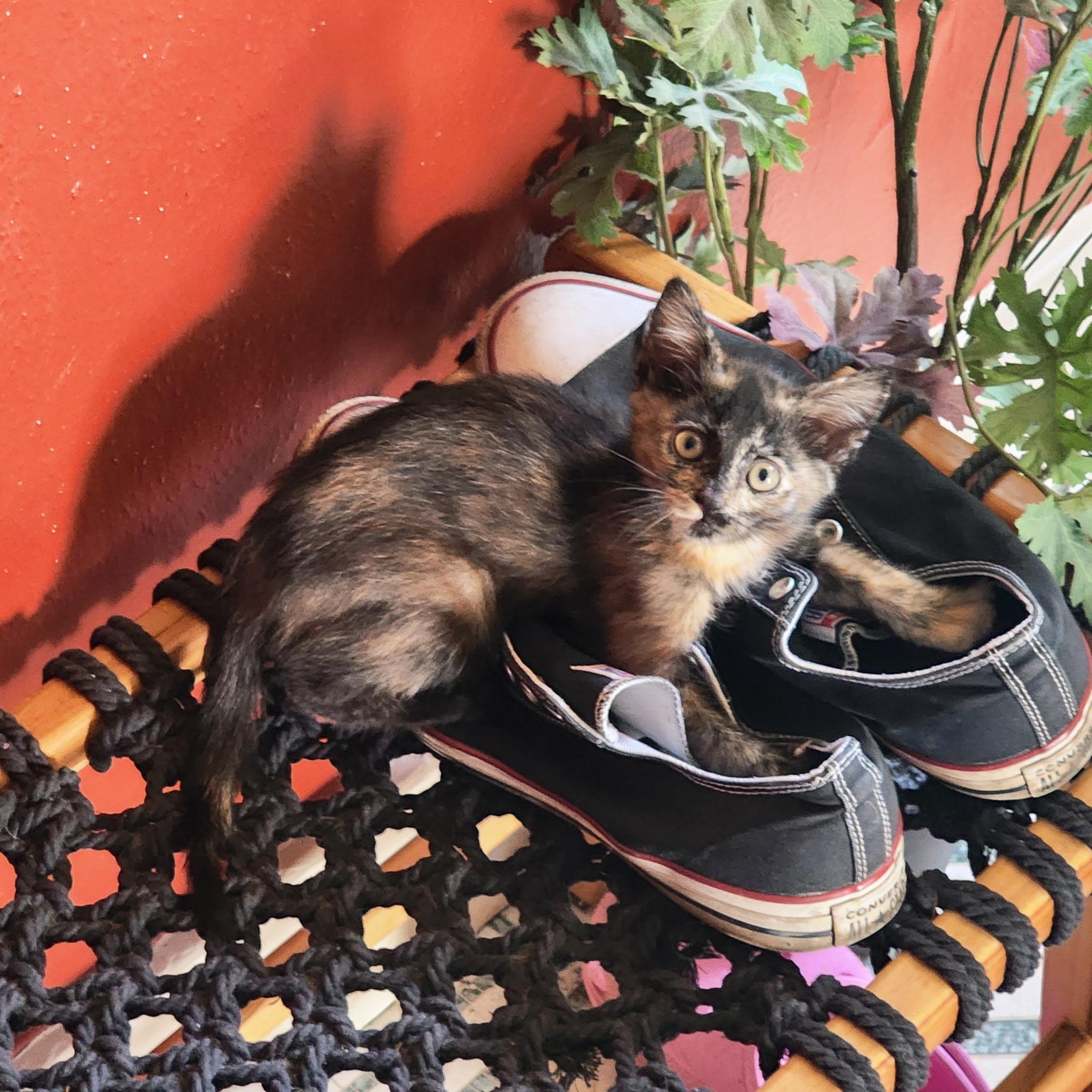Dahlia Hawthorne, a ADOPTABLE Tortoiseshell in Woodinville, WA image 2/5