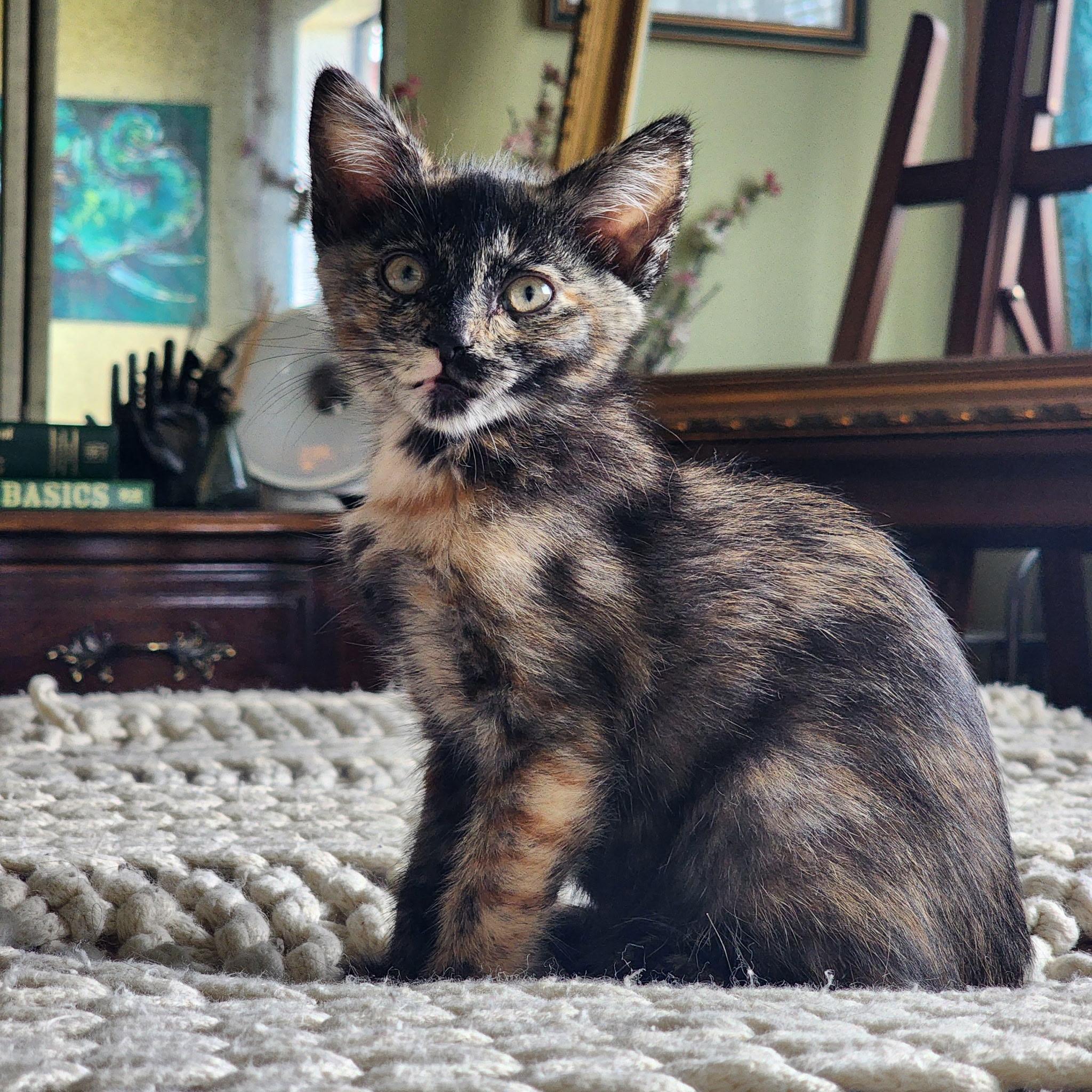Dahlia Hawthorne, a ADOPTABLE Tortoiseshell in Woodinville, WA image 5/5