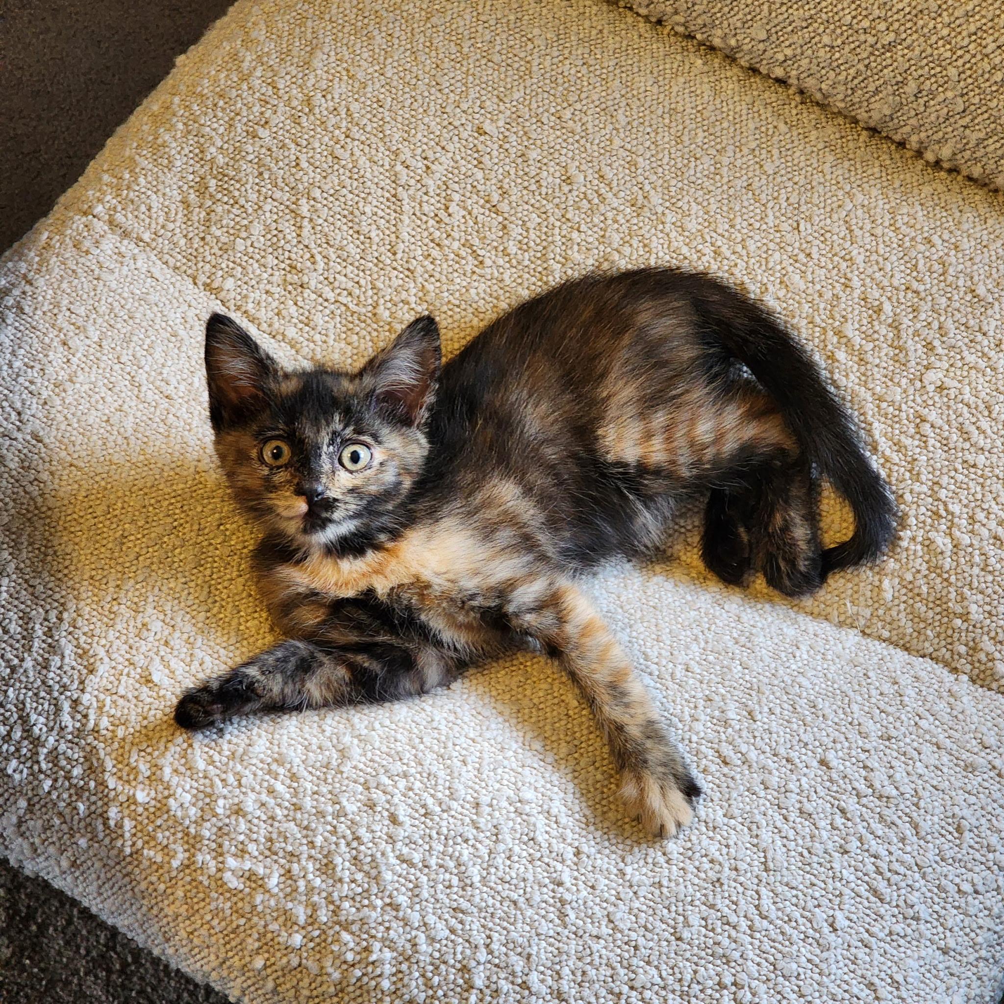 Dahlia Hawthorne, a ADOPTABLE Tortoiseshell in Woodinville, WA image 3/5