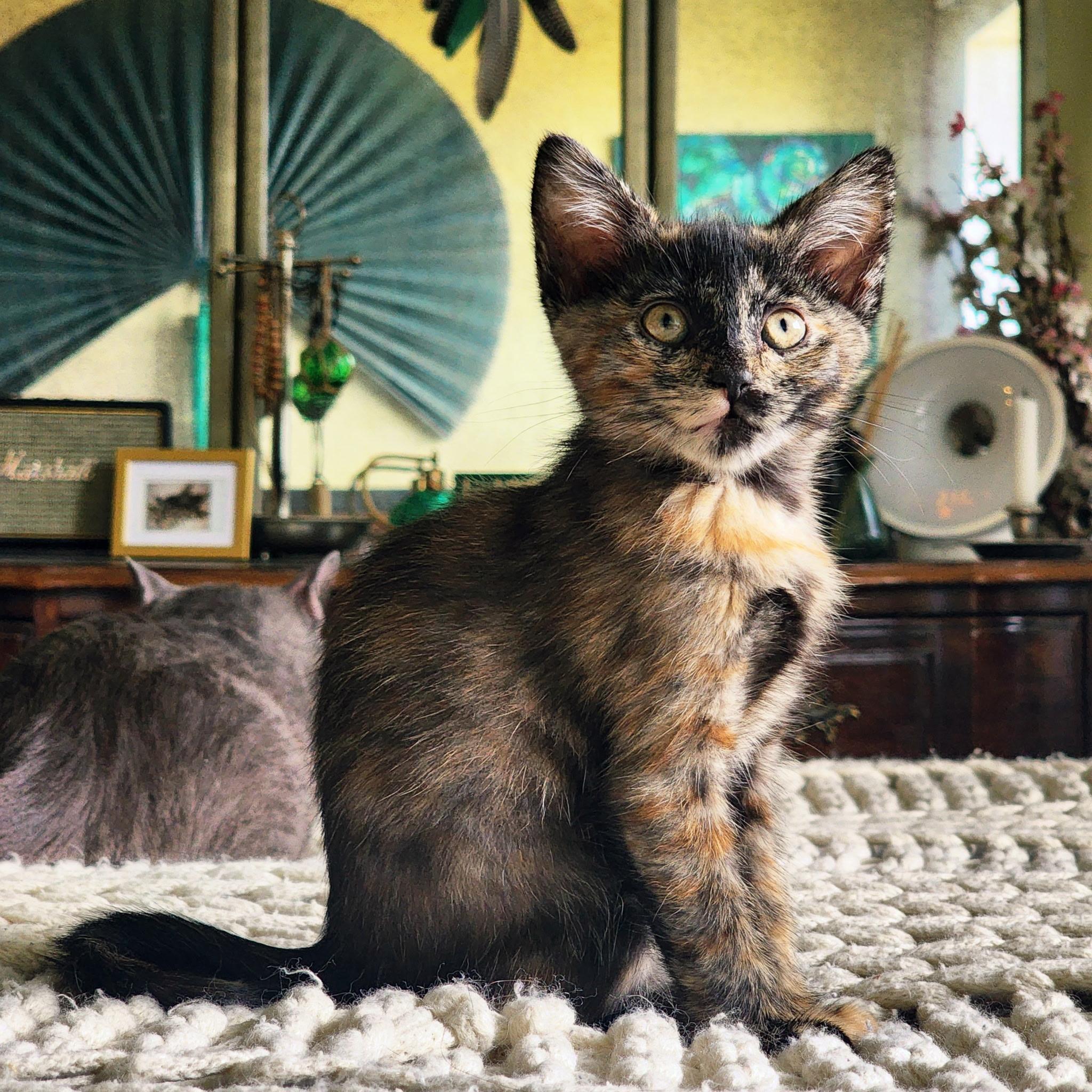 Dahlia Hawthorne, ADOPTABLE, Kitten Female Tortoiseshell.
