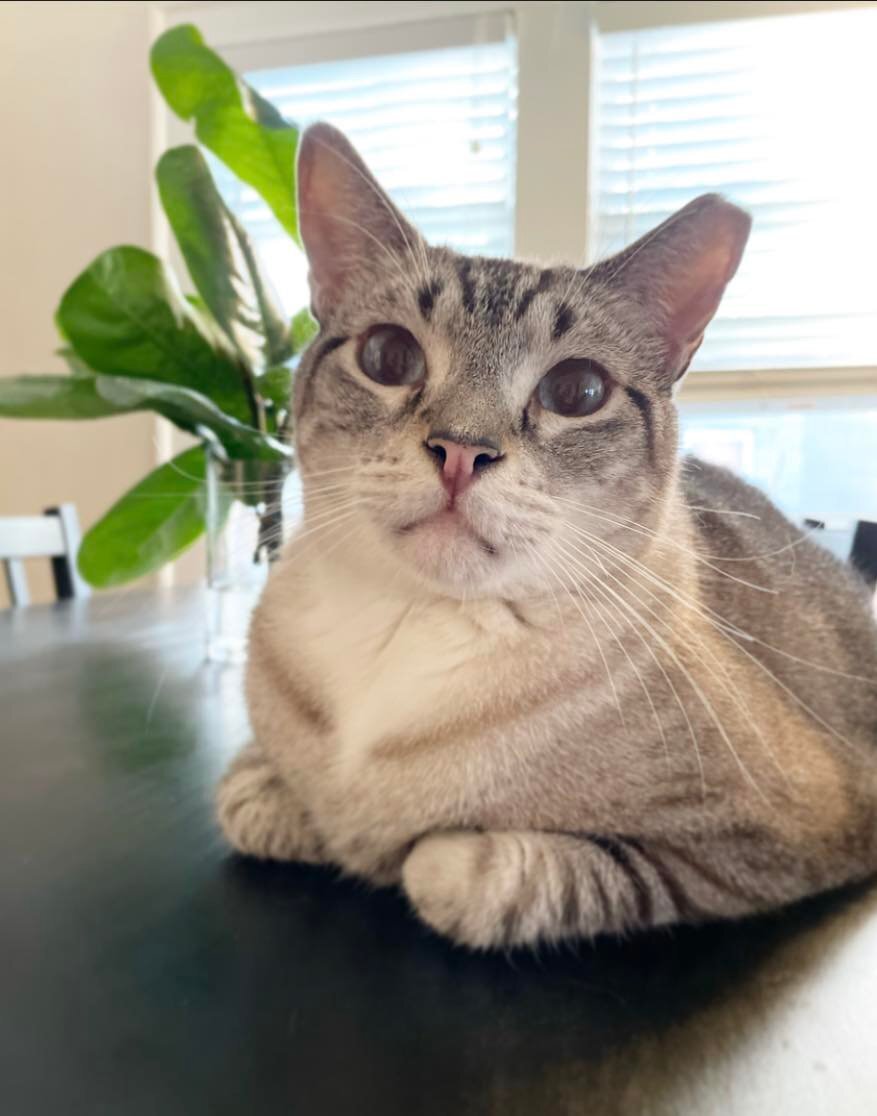 Big John, Adopted, Adult Male Domestic Short Hair.