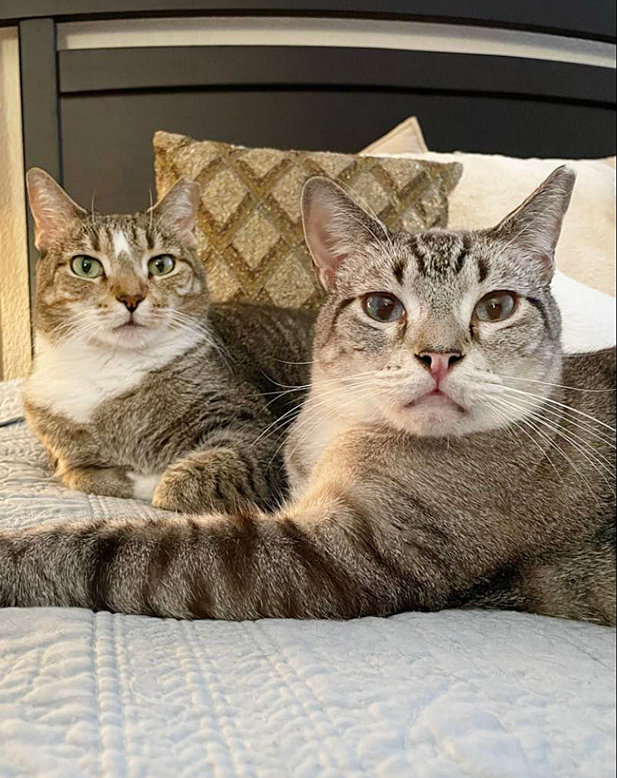 Enlarge Big John, a Adopted Domestic Short Hair in Orlando, FL image 2/12