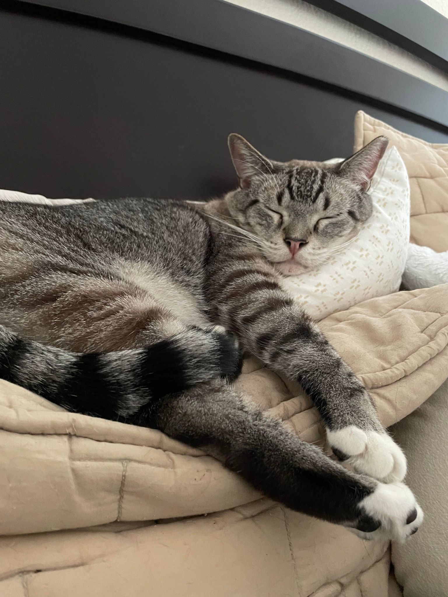 Enlarge Big John, a Adopted Domestic Short Hair in Orlando, FL image 3/12