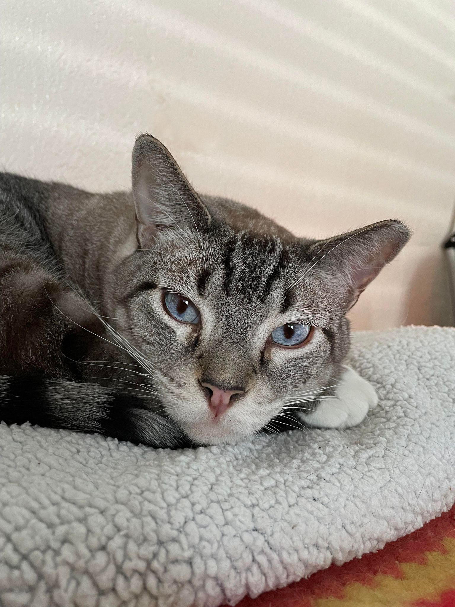 Enlarge Big John, a Adopted Domestic Short Hair in Orlando, FL image 5/12