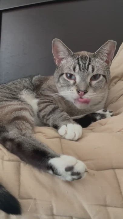 Enlarge Big John, a Adopted Domestic Short Hair in Orlando, FL video 12/12