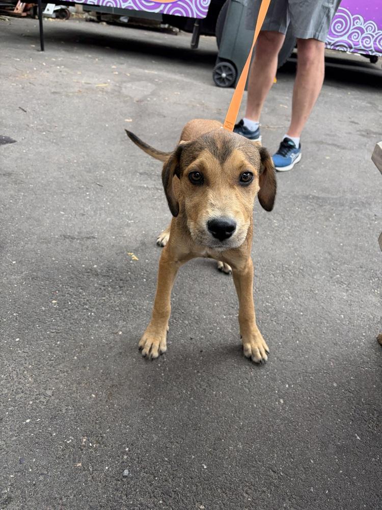 Elton, Adoptable, Puppy Male Retriever.