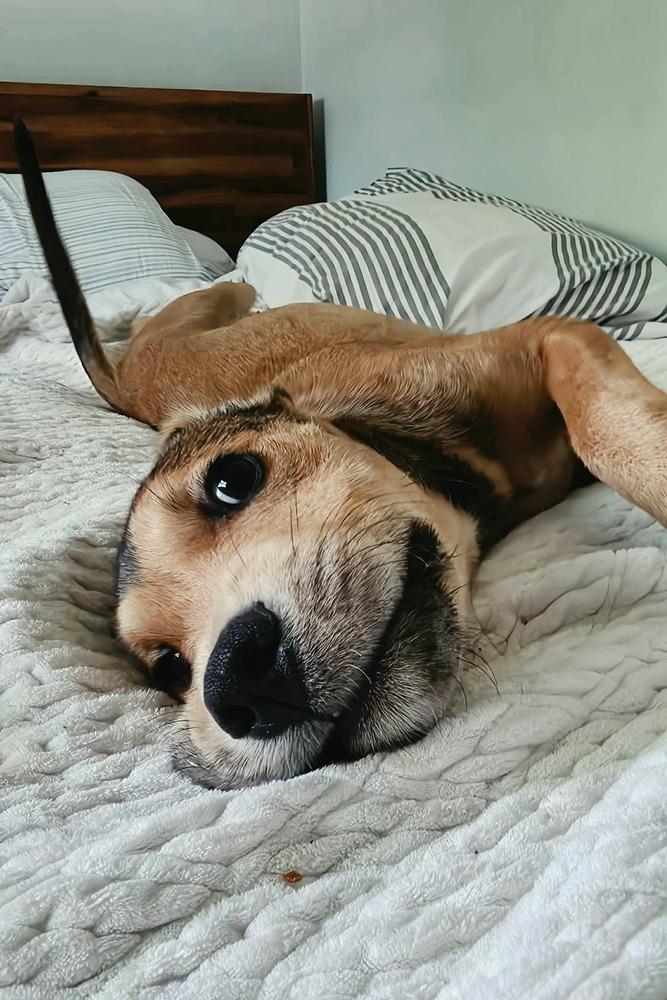 Elton, a Adoptable mixed breed in Valley Stream, NY image 2/4