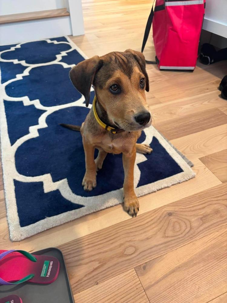 Elton, a Adoptable mixed breed in Valley Stream, NY image 3/4