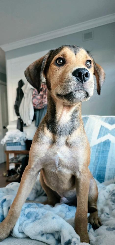 Elton, a Adoptable mixed breed in Valley Stream, NY image 4/4