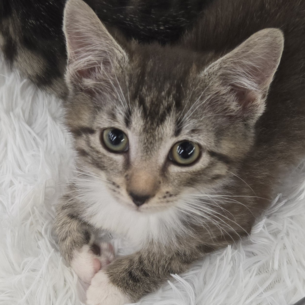 Enlarge Kelce, a Adopted Domestic Short Hair in Spencer, NC image 1/1