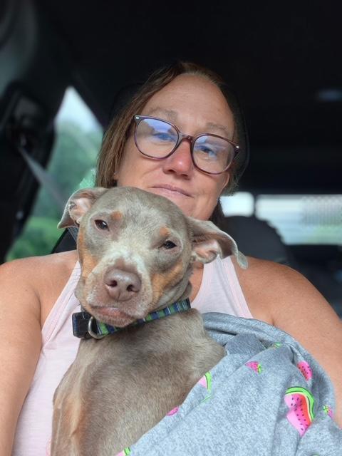 Enlarge Fred Flint Stone, a Adoptable Miniature Pinscher in RUSSIAVILLE, IN image 4/4