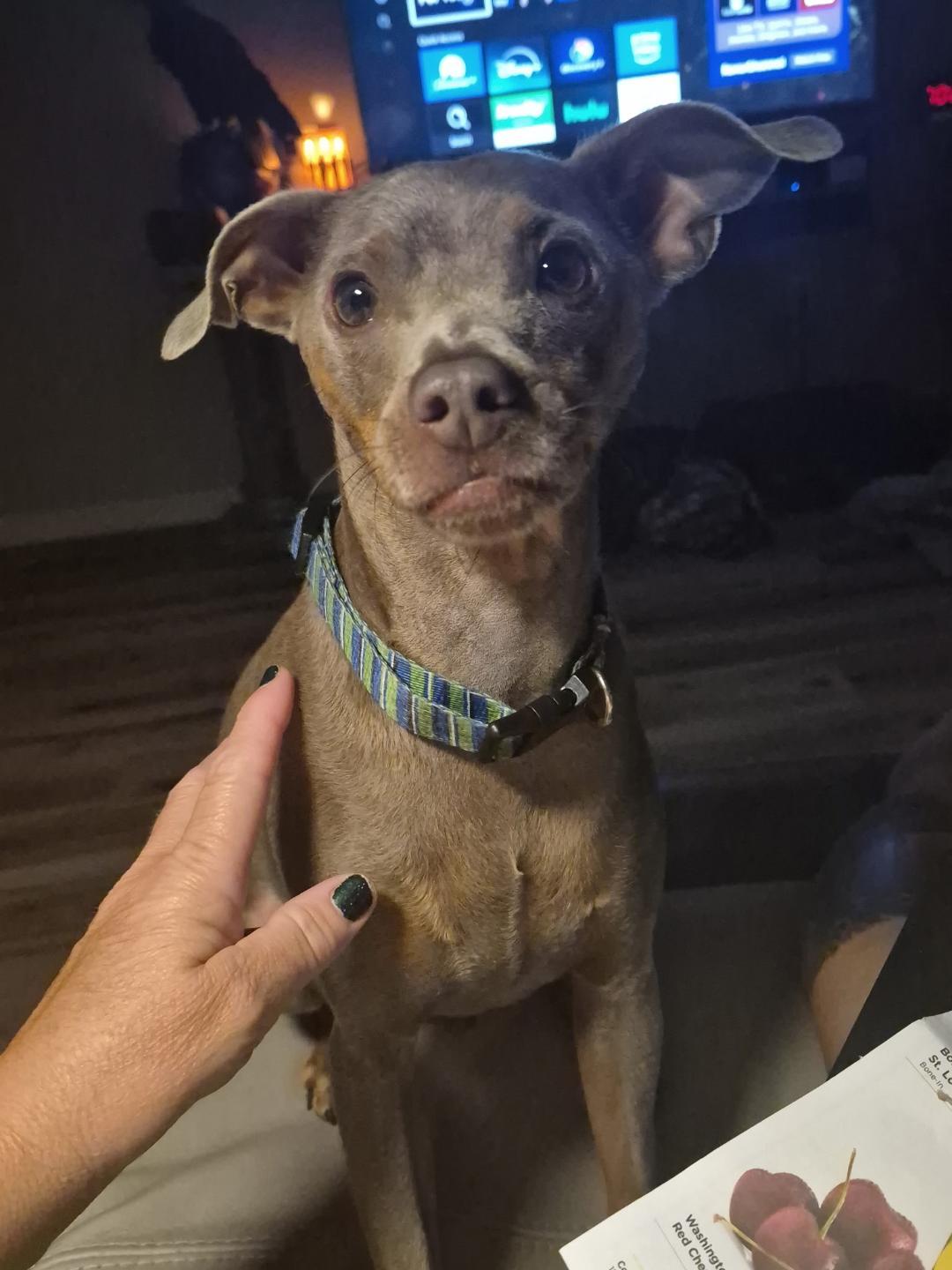 Fred Flint Stone, Adoptable, Young Male Miniature Pinscher.
