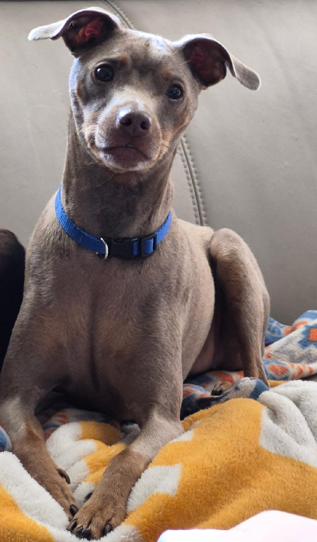 Enlarge Fred Flint Stone, a Adoptable Miniature Pinscher in RUSSIAVILLE, IN image 2/4