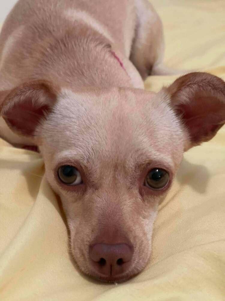 Tammy, a Adoptable Chihuahua in Mission Viejo, CA image 1/5
