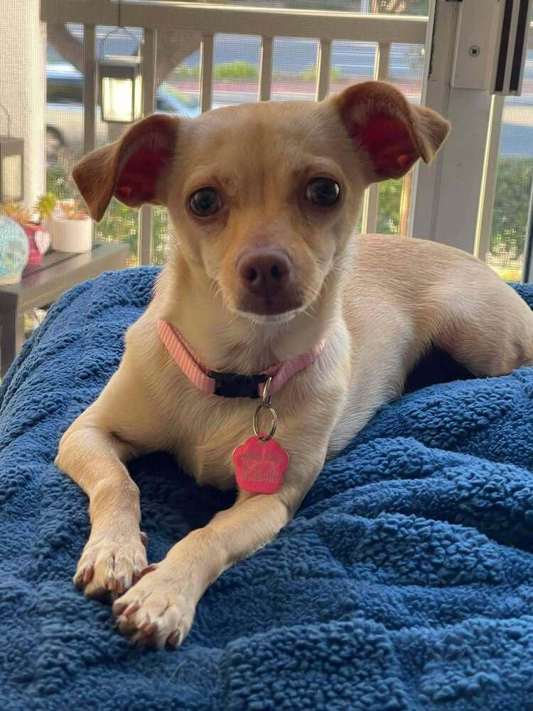 Tammy, a Adoptable Chihuahua in Mission Viejo, CA image 2/5
