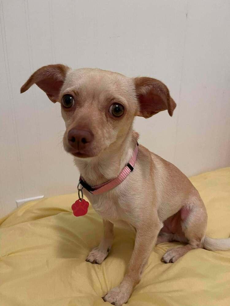 Tammy, a Adoptable Chihuahua in Mission Viejo, CA image 4/5