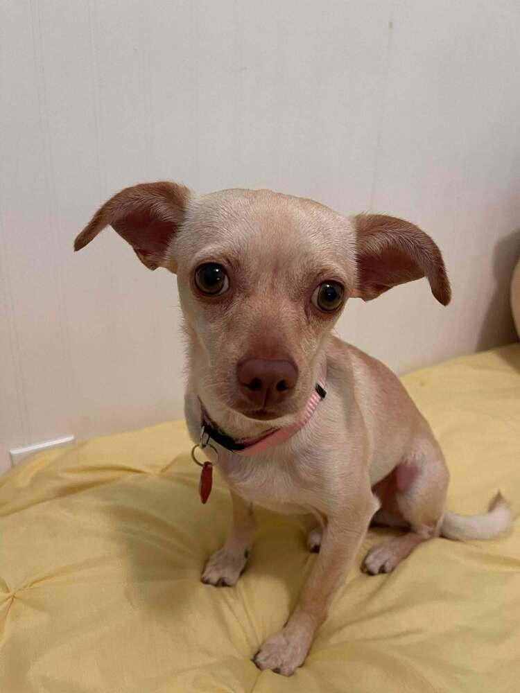 Tammy, a Adoptable Chihuahua in Mission Viejo, CA image 5/5