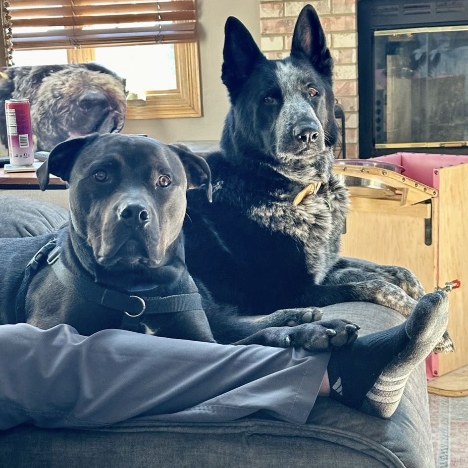 Dog for adoption Porter, a Black Labrador Retriever & Pit Bull