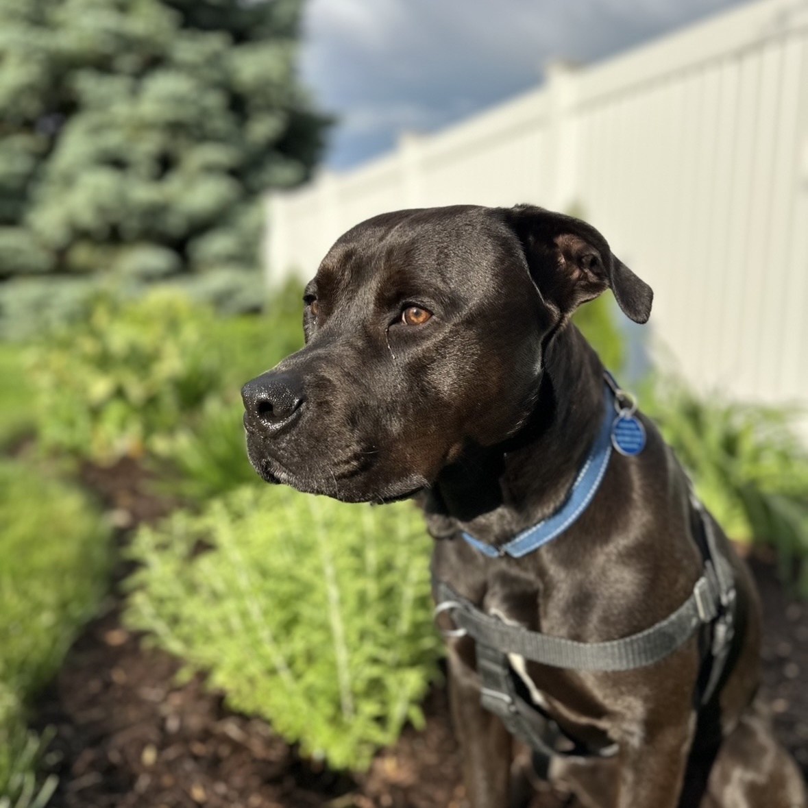 Dog for adoption Porter, a Black Labrador Retriever & Pit Bull