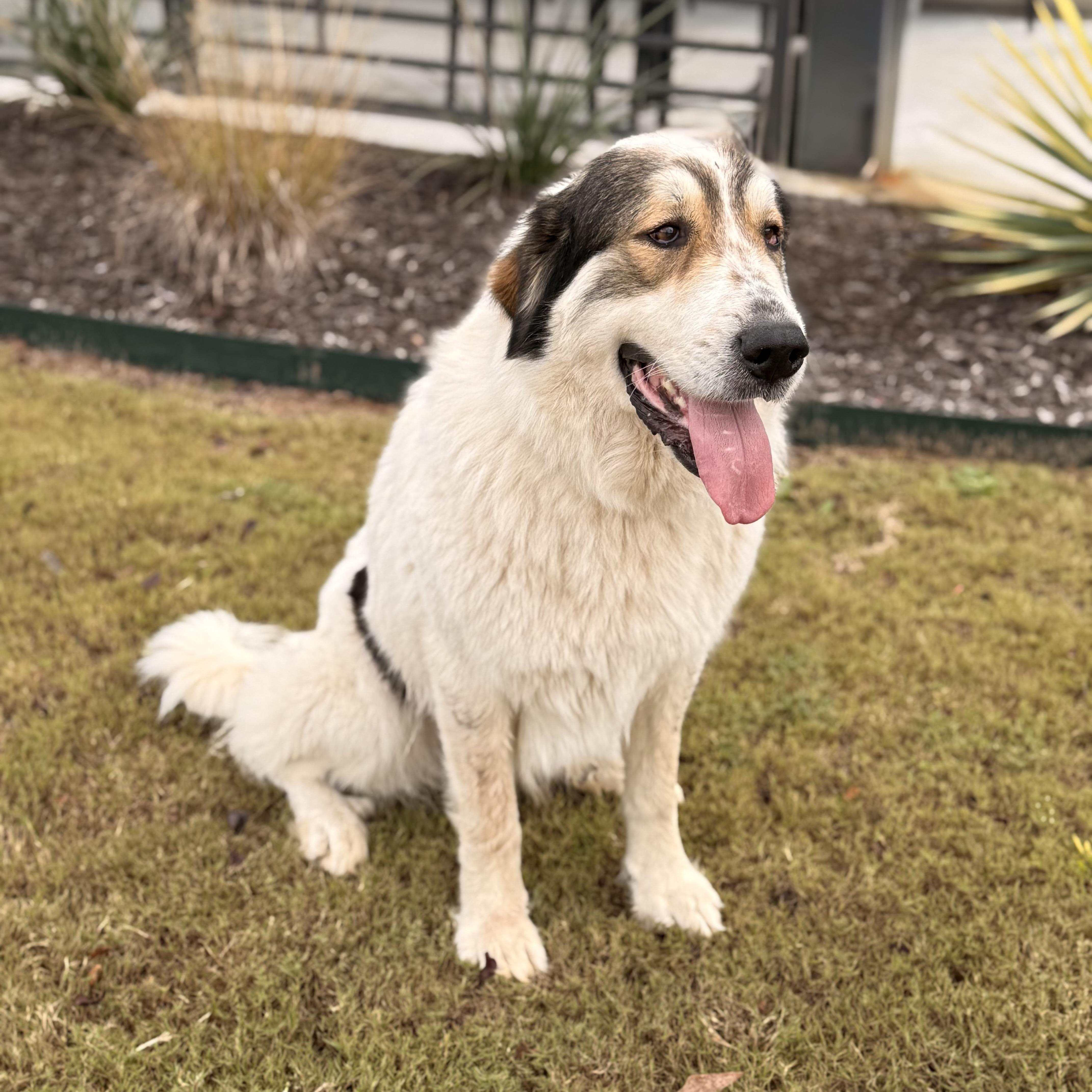Enlarge Millie, a Adoptable mixed breed in Green Bay, WI image 6/6