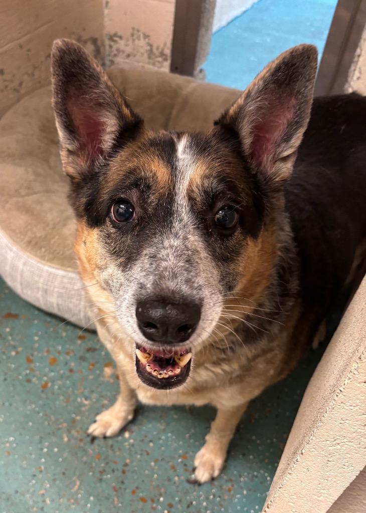 Enlarge Cagney, a Adoptable mixed breed in Seven Points, TX image 1/1