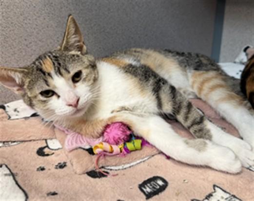 JEZZABEL, Adoptable, Kitten Female Domestic Short Hair.
