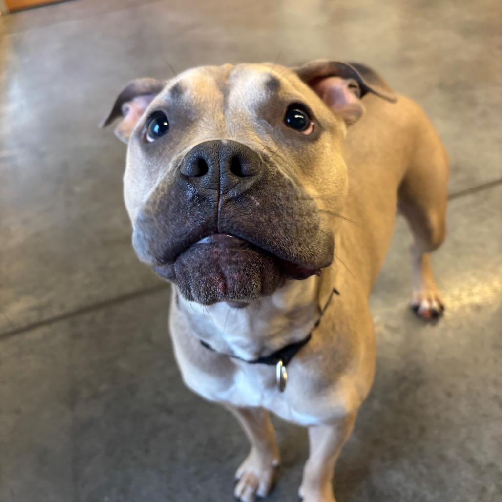 Golden, Adoptable, Young Male Mixed Breed.