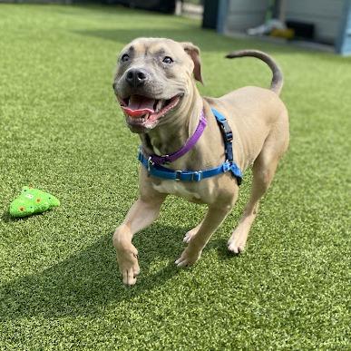 Golden, Adoptable, Young Male Mixed Breed.